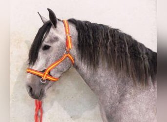 PRE Mix, Stallone, 6 Anni, 163 cm, Grigio