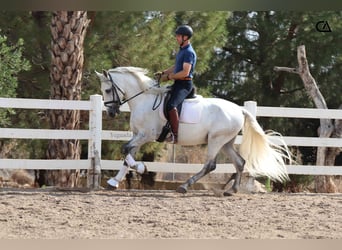 PRE, Stallone, 6 Anni, 163 cm, Grigio trotinato