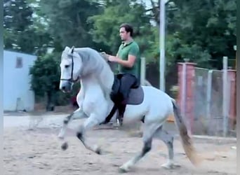 PRE, Stallone, 6 Anni, 163 cm, Grigio