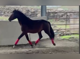 PRE, Stallone, 6 Anni, 164 cm, Baio ciliegia