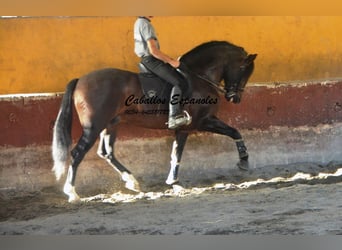 PRE, Stallone, 6 Anni, 164 cm, Baio nero