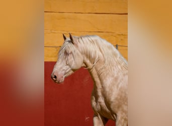 PRE, Stallone, 6 Anni, 164 cm, Cremello