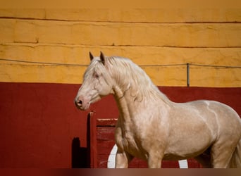 PRE, Stallone, 6 Anni, 164 cm, Cremello