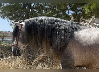 PRE Mix, Stallone, 6 Anni, 164 cm, Grigio