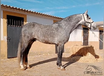 PRE Mix, Stallone, 6 Anni, 164 cm, Grigio