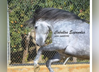 PRE, Stallone, 6 Anni, 164 cm, Grigio pezzato