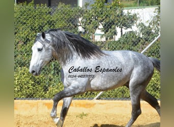 PRE, Stallone, 6 Anni, 164 cm, Grigio pezzato