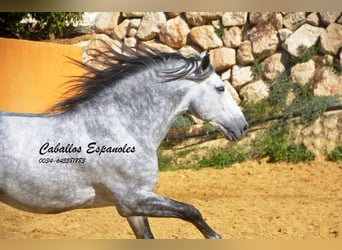 PRE, Stallone, 6 Anni, 164 cm, Grigio pezzato