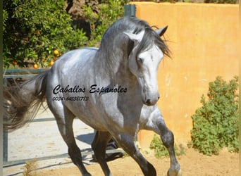 PRE, Stallone, 6 Anni, 164 cm, Grigio pezzato