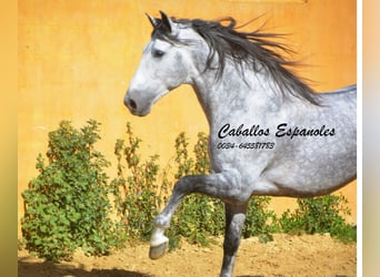 PRE, Stallone, 6 Anni, 164 cm, Grigio pezzato