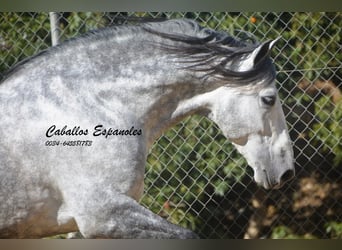 PRE, Stallone, 6 Anni, 164 cm, Grigio pezzato