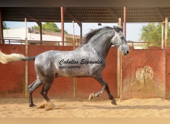 PRE, Stallone, 6 Anni, 164 cm, Grigio pezzato