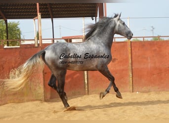 PRE, Stallone, 6 Anni, 164 cm, Grigio pezzato