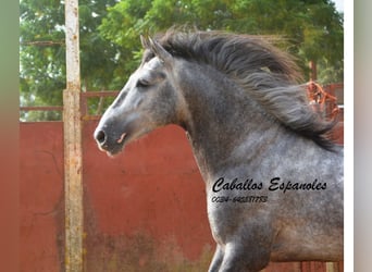 PRE, Stallone, 6 Anni, 164 cm, Grigio pezzato