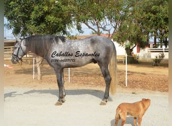 PRE, Stallone, 6 Anni, 164 cm, Grigio pezzato