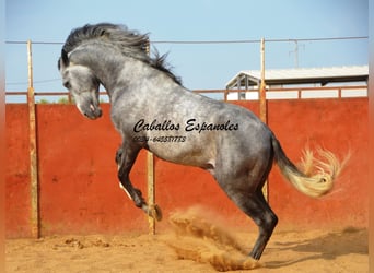 PRE, Stallone, 6 Anni, 164 cm, Grigio pezzato