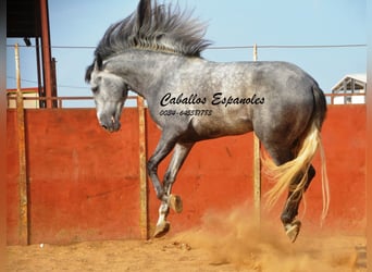 PRE, Stallone, 6 Anni, 164 cm, Grigio pezzato