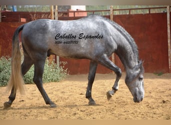 PRE, Stallone, 6 Anni, 164 cm, Grigio pezzato