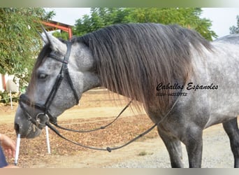 PRE, Stallone, 6 Anni, 164 cm, Grigio pezzato