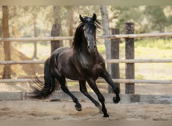 PRE, Stallone, 6 Anni, 164 cm, Morello