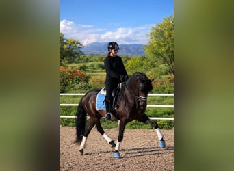 PRE, Stallone, 6 Anni, 165 cm, Baio scuro