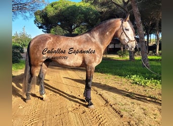 PRE, Stallone, 6 Anni, 165 cm, Falbo baio