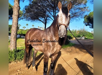 PRE, Stallone, 6 Anni, 165 cm, Falbo baio