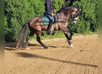 PRE, Stallone, 6 Anni, 165 cm, Falbo baio