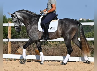 PRE Mix, Stallone, 6 Anni, 165 cm, Grigio