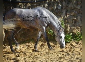 PRE, Stallone, 6 Anni, 165 cm, Grigio pezzato
