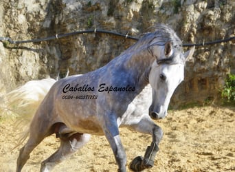 PRE, Stallone, 6 Anni, 165 cm, Grigio pezzato