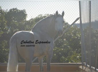 PRE, Stallone, 6 Anni, 165 cm, Grigio pezzato