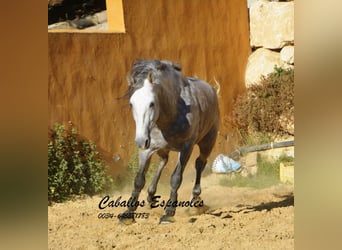 PRE, Stallone, 6 Anni, 165 cm, Grigio pezzato