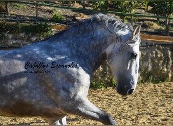 PRE, Stallone, 6 Anni, 165 cm, Grigio pezzato