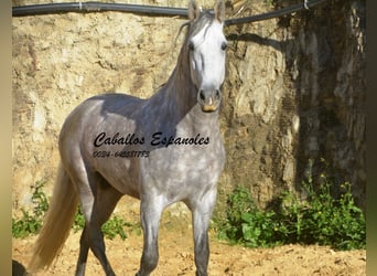PRE, Stallone, 6 Anni, 165 cm, Grigio pezzato