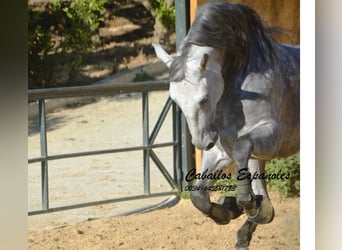 PRE, Stallone, 6 Anni, 165 cm, Grigio pezzato