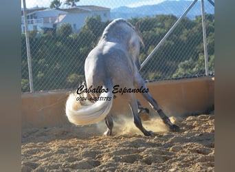 PRE, Stallone, 6 Anni, 165 cm, Grigio pezzato