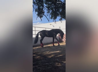 PRE Mix, Stallone, 6 Anni, 165 cm, Morello