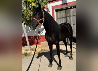 PRE Mix, Stallone, 6 Anni, 165 cm, Morello