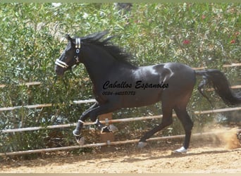 PRE, Stallone, 6 Anni, 165 cm, Morello