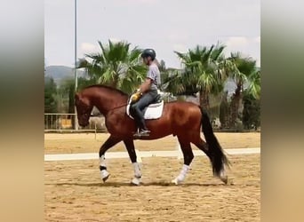 PRE, Stallone, 6 Anni, 166 cm, Baio