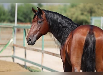 PRE Mix, Stallone, 6 Anni, 166 cm, Baio
