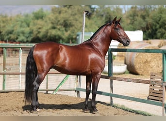 PRE Mix, Stallone, 6 Anni, 166 cm, Baio