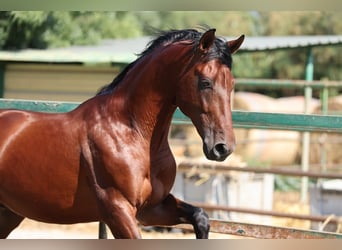 PRE Mix, Stallone, 6 Anni, 166 cm, Baio