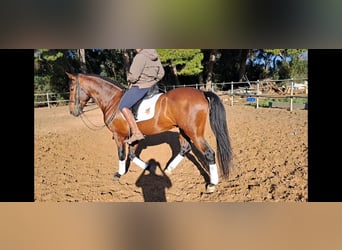 PRE Mix, Stallone, 6 Anni, 167 cm, Baio