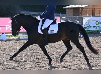 PRE Mix, Stallone, 6 Anni, 167 cm, Baio scuro