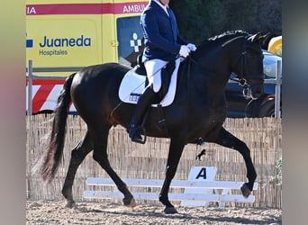 PRE Mix, Stallone, 6 Anni, 167 cm, Baio scuro
