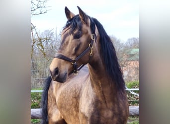 PRE Mix, Stallone, 6 Anni, 167 cm, Falbo