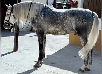PRE Mix, Stallone, 6 Anni, 167 cm, Grigio