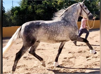 PRE Mix, Stallone, 6 Anni, 167 cm, Grigio